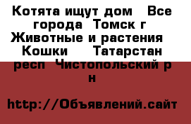 Котята ищут дом - Все города, Томск г. Животные и растения » Кошки   . Татарстан респ.,Чистопольский р-н